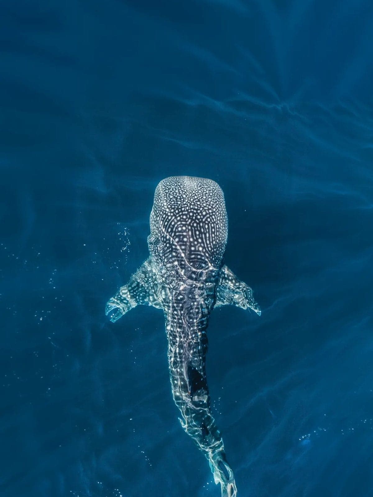 Tiburón ballena nadando bajo la superficie del mar.