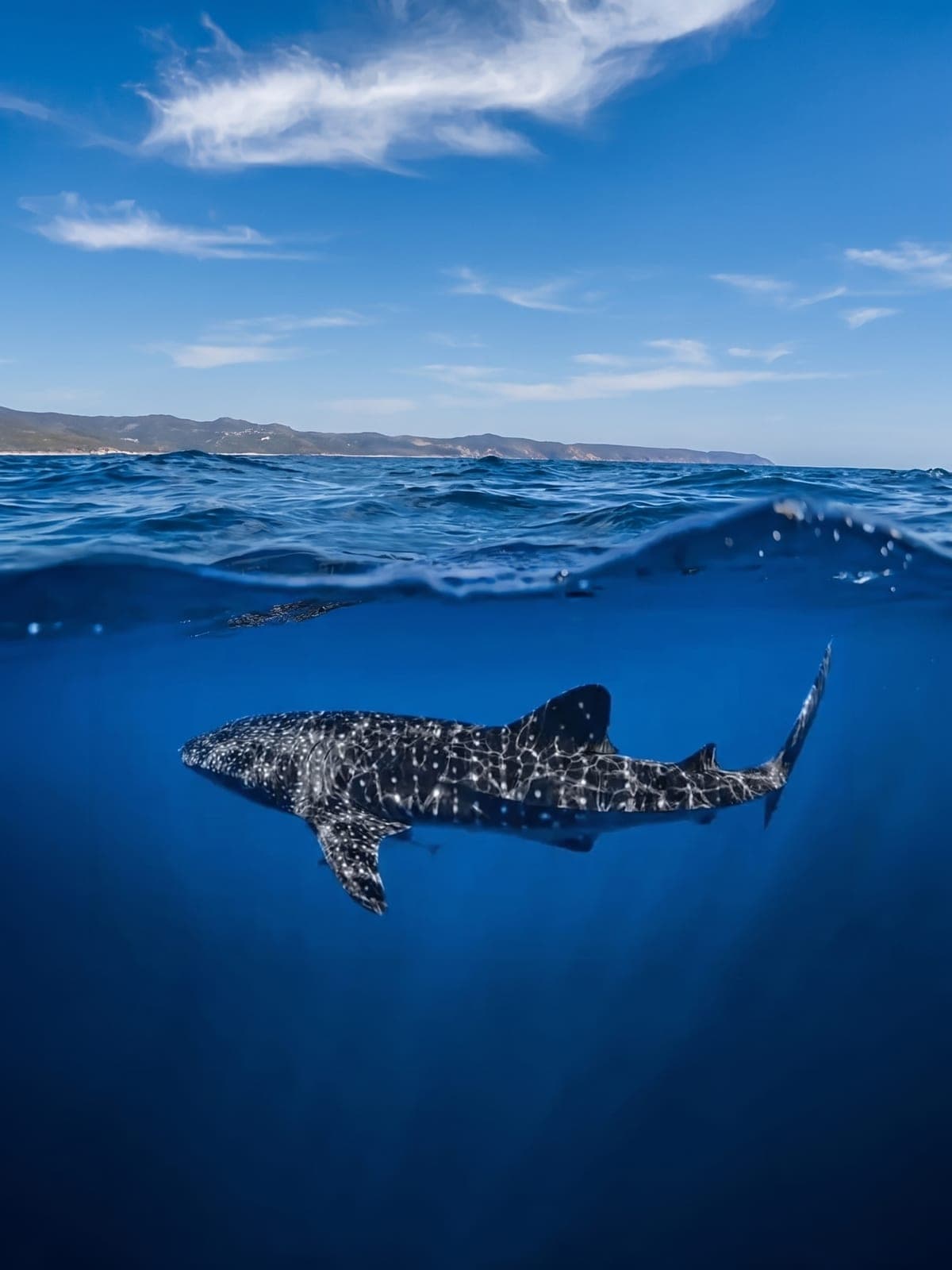 A whale shark just below the surface of open water, seen from the air and the water.