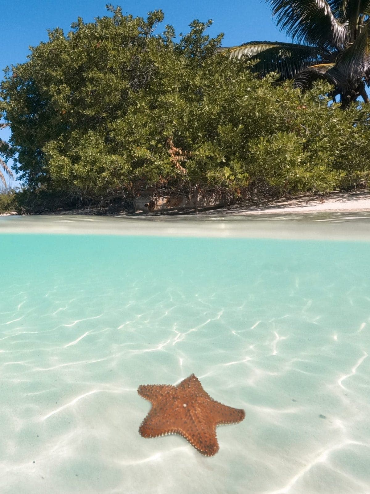Estrella de mar sobre la arena en aguas someras de Isla Contoy.
