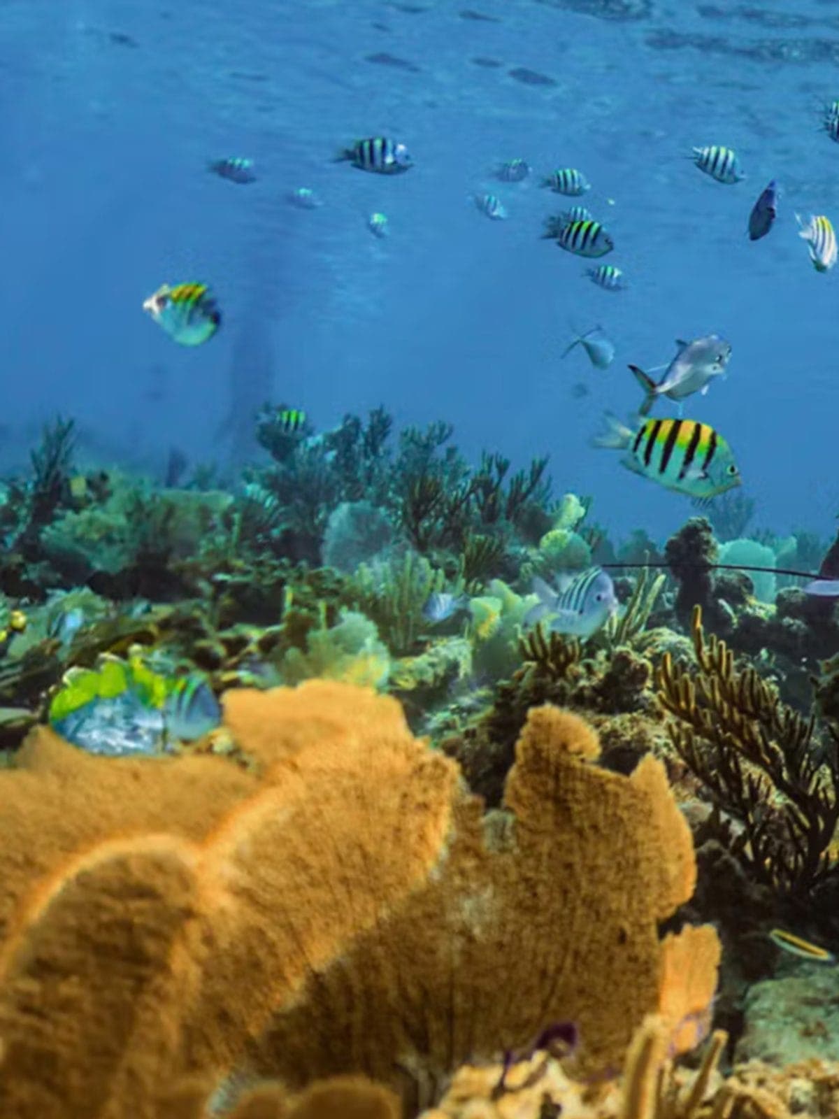 Peces y coral en el arrecife durante un snorkel.