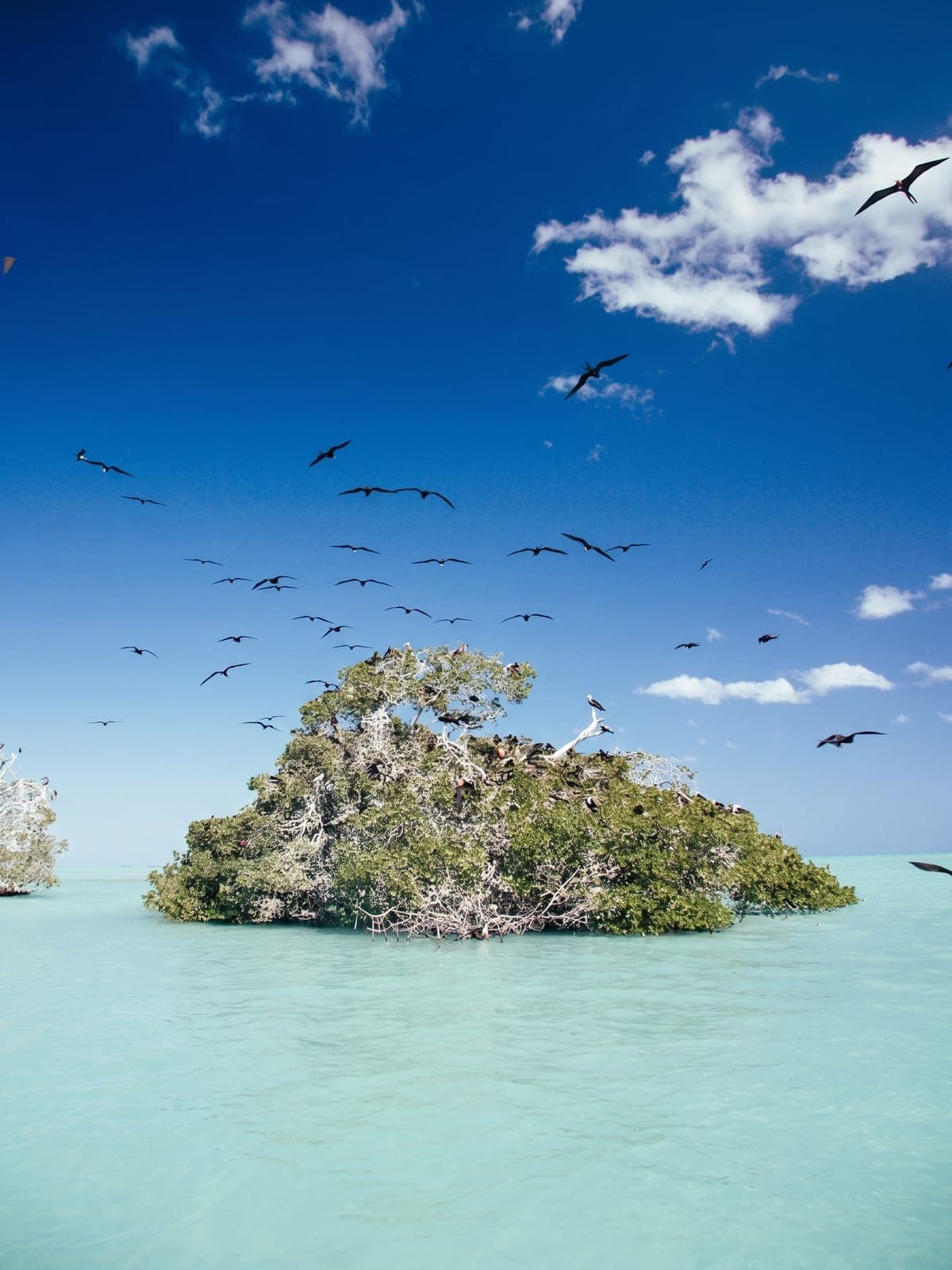 An aerial view of the Sian Ka'an reserve: mangrove islets over turquoise water.