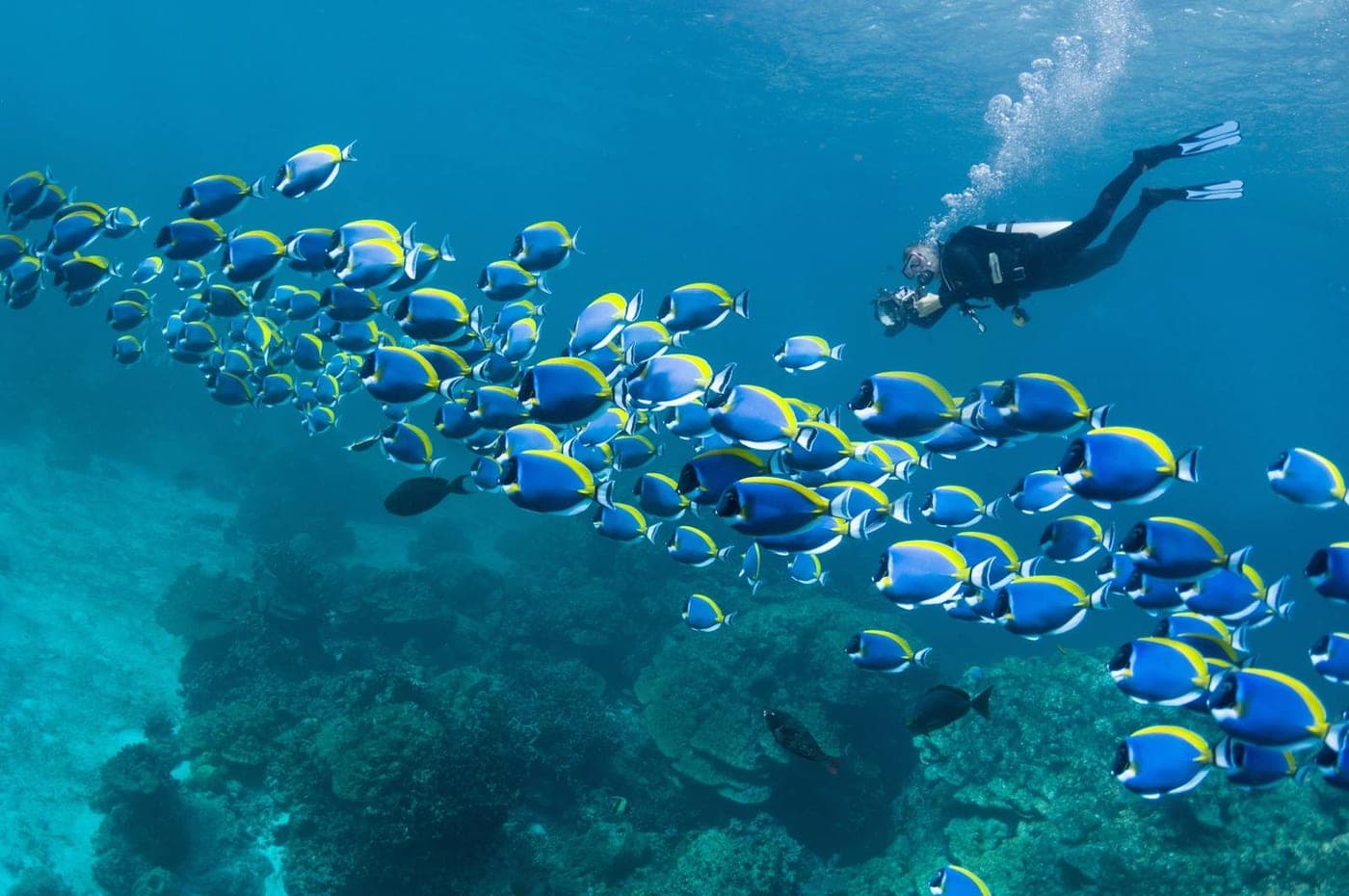 Buceo en arrecife