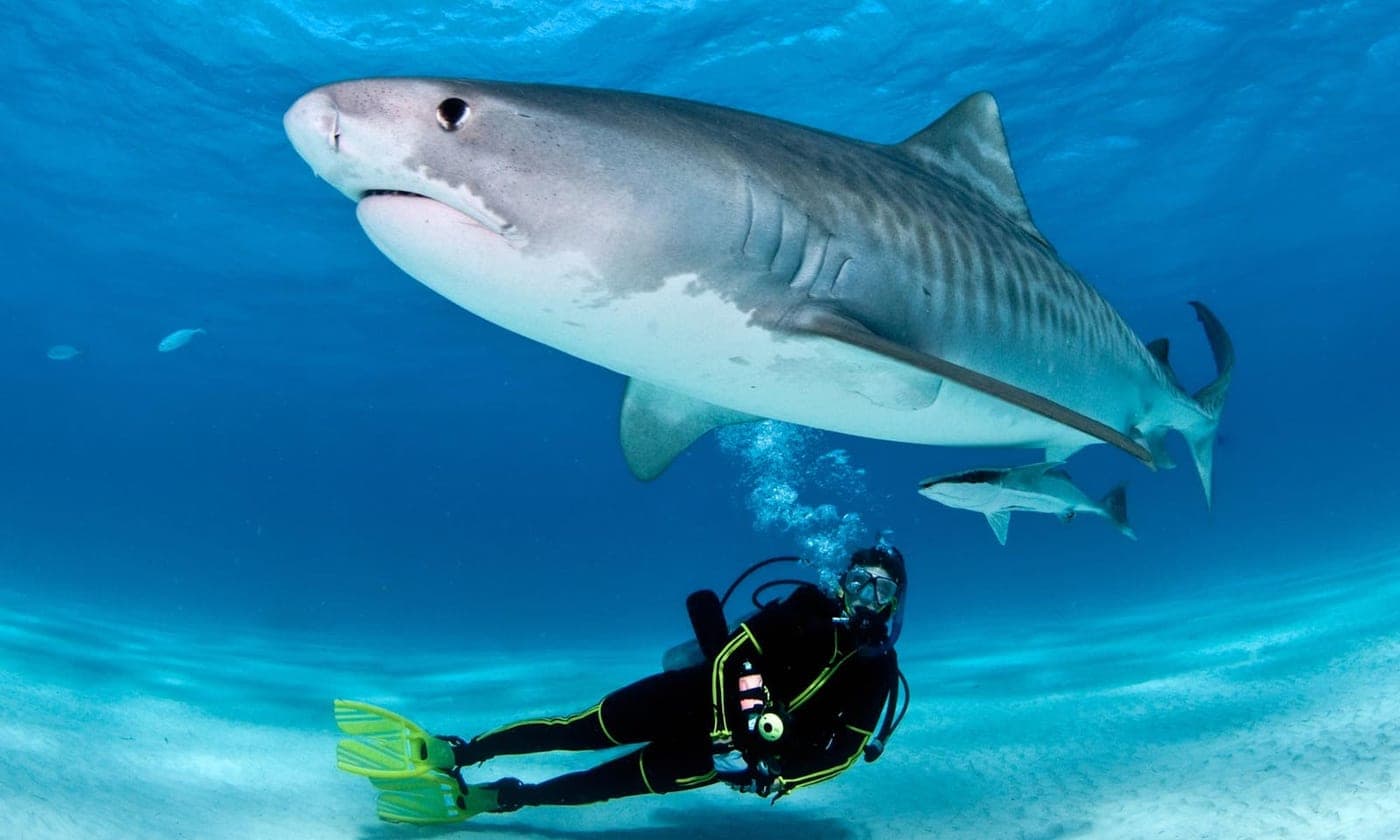 Buceo en arrecife