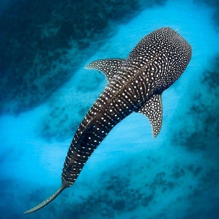 Nado con tiburón ballena