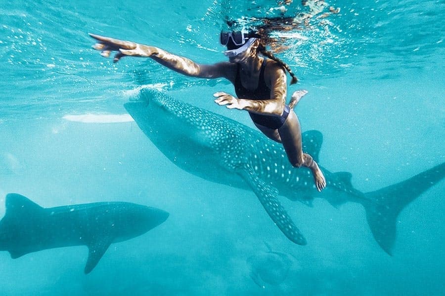 Nado con tiburón ballena