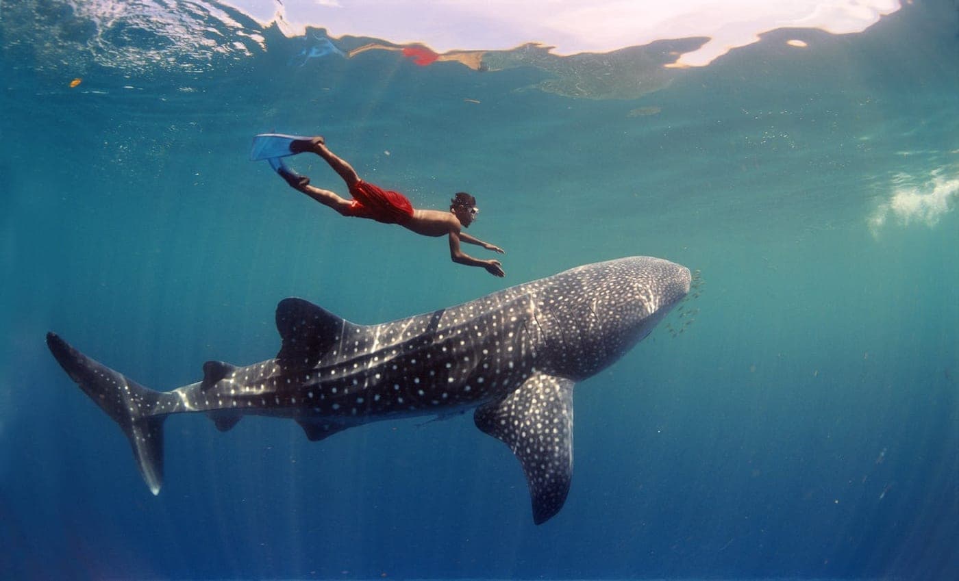 Nado con tiburón ballena