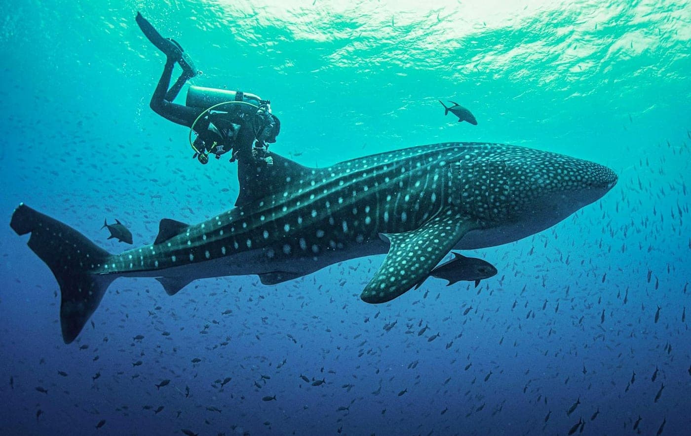 Nado con tiburón ballena