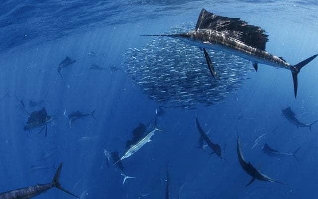 Pesca deportiva