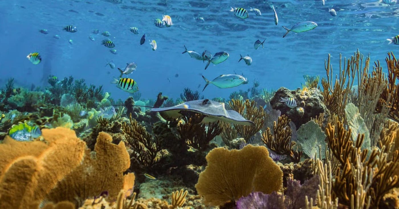 Snorkel en el arrecife