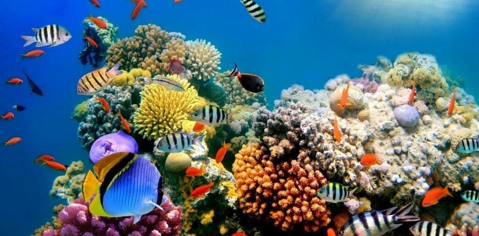 Snorkel en el arrecife