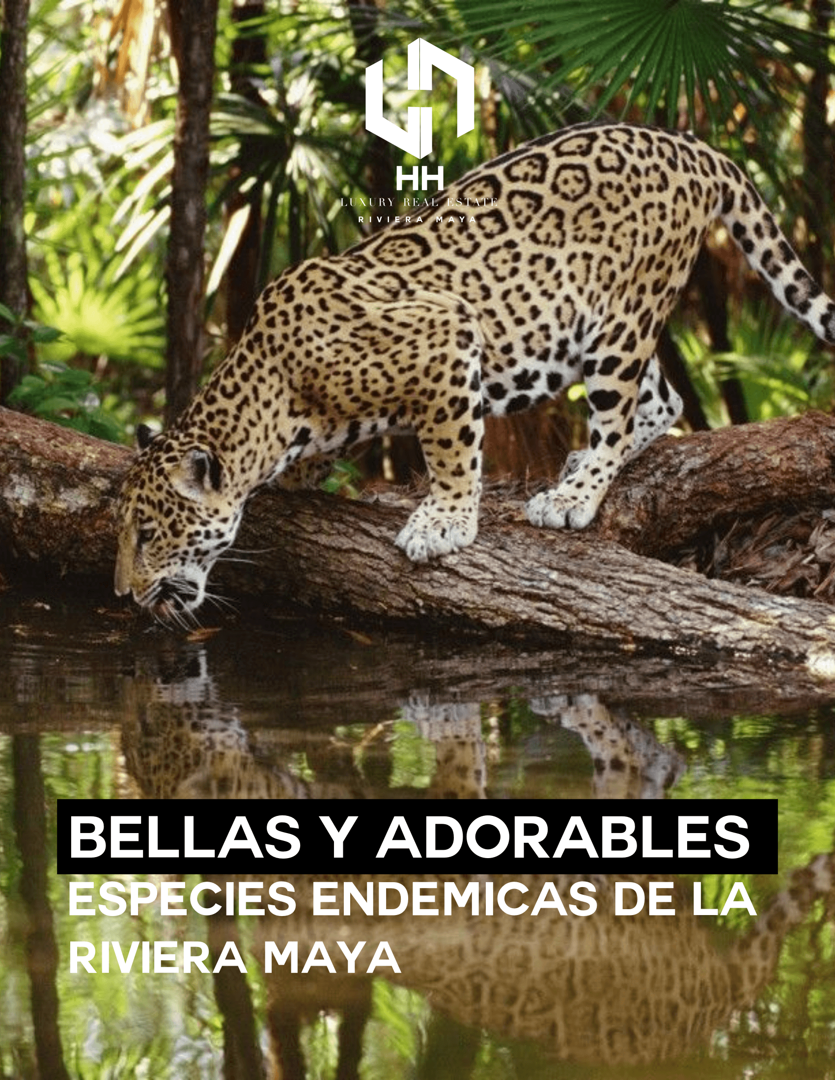 Bellas y Adorables Especies de Riviera Maya